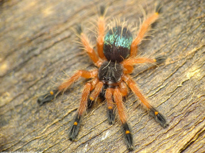 Ephebopus Cyanognathus (Blue Fang Tarantula)