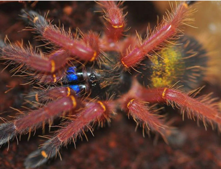 Ephebopus Cyanognathus (Blue Fang Tarantula)