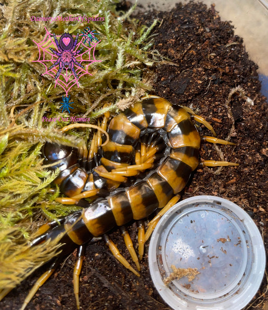 Scolopendra sp. Sulawesi Pieceoflava