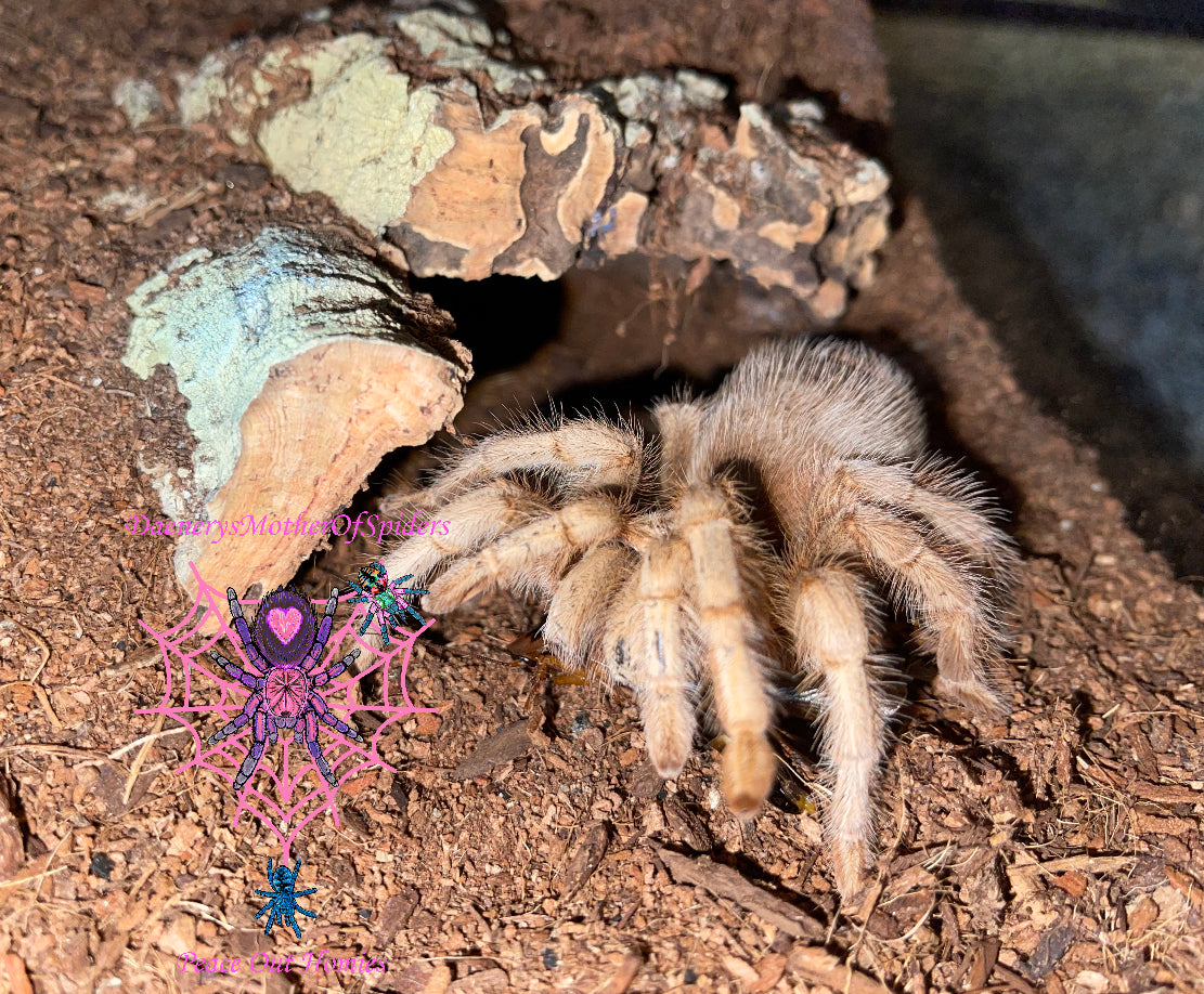 Aphonopelma sp White