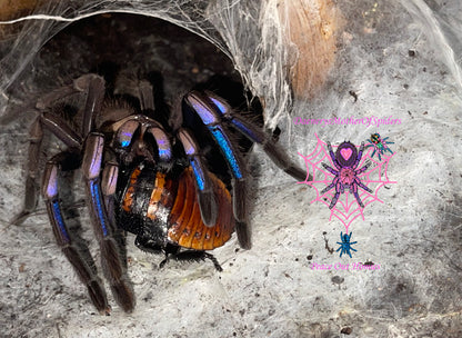 Chilobrachys Natanicharum (Vietnam Electric Blue Earth Tiger)