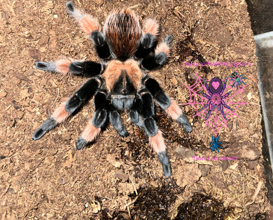 Brachypelma Emilia (Mexican Red Leg)