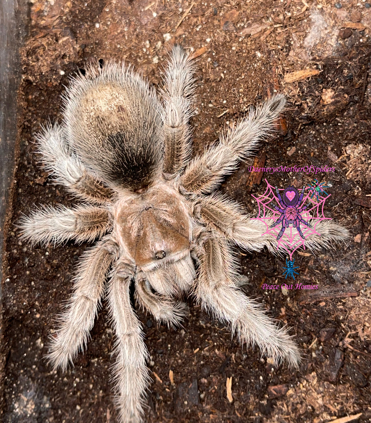 Aphonopelma sp White