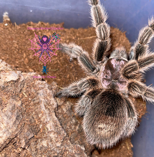 Grammostola Porteri ( Common Rose Hair)