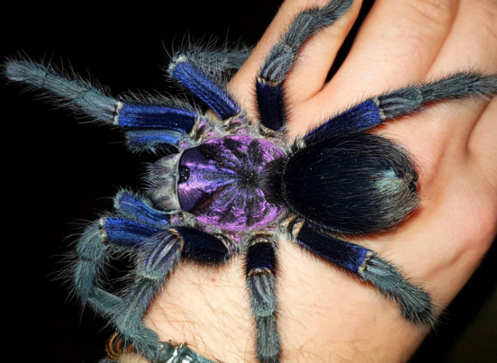 Phormictopus sp. Dominican Purple