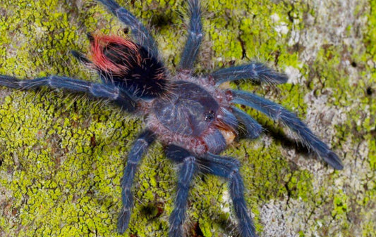 Phormictopus sp. Sierra De Boaruco