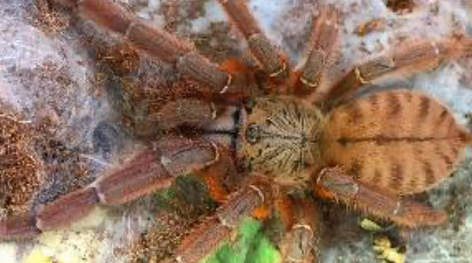 Phormingochilus sp Rufus (Peach Earth Tiger)