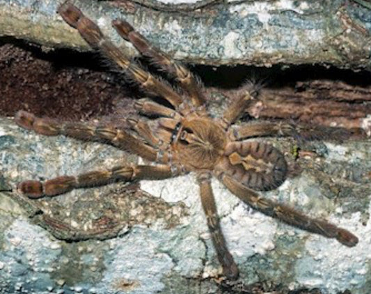 Poecilotheria Rufilata (Red-Slate Ornamental)