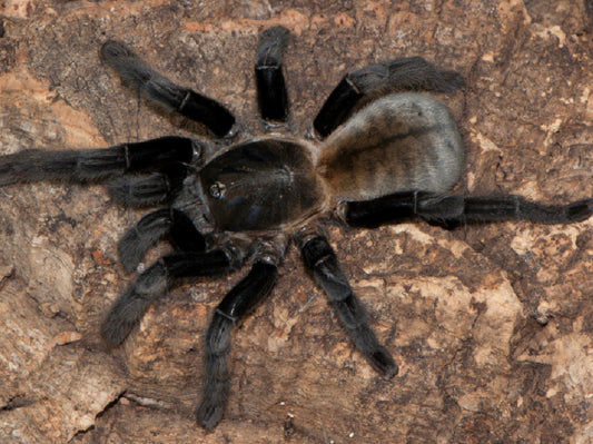 Ornithoctoninae Aureotibialis (Thai Golden Fringe)