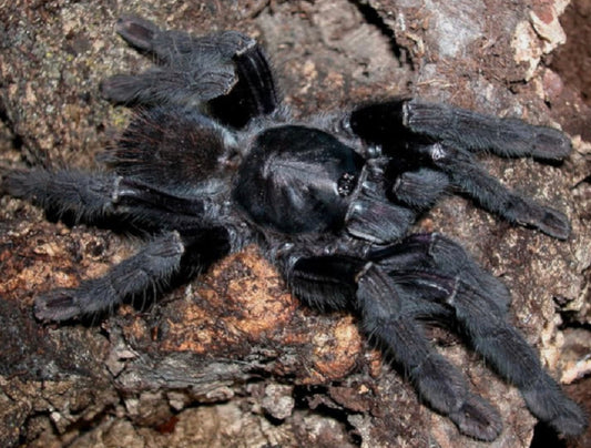 Phormingochilus Arboricola (Borneo Black)