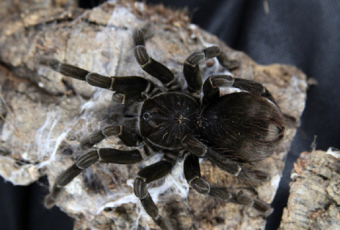 Pamphobeteus sp. Esmeraldas (Esmeraldas Birdeater)