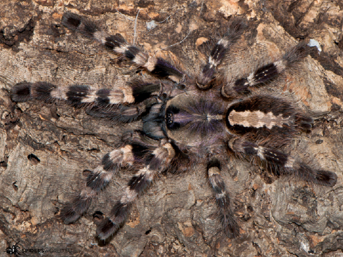 Poecilotheria Tigrinawesseli (Wessels Tiger Ornamental)