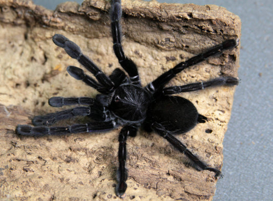 Lampropelma Nigerrimum (Sanguine Black)