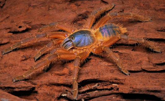 Ornithoctoninae sp Hon Sej (Orange Violet)