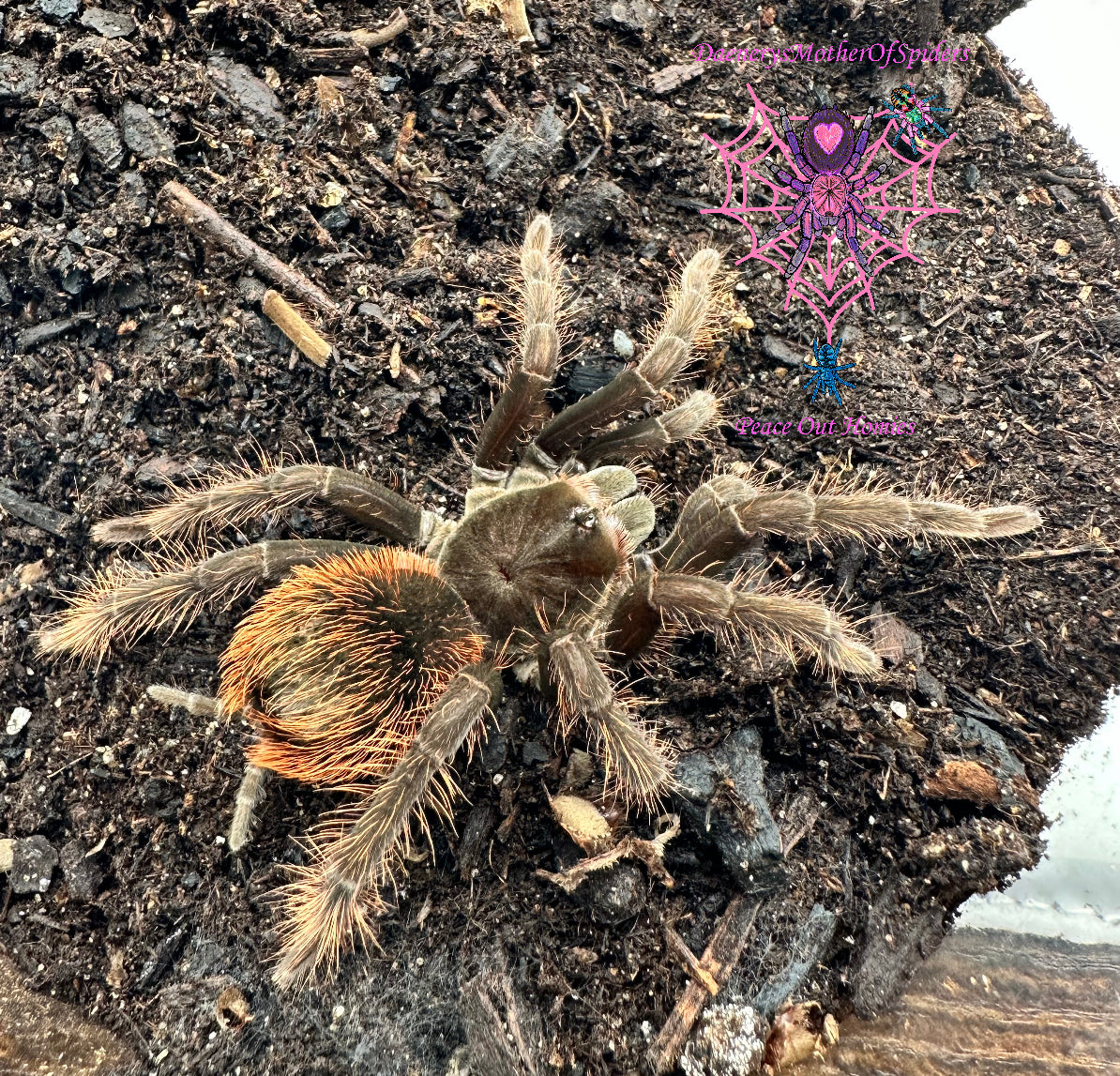 Pamphobeteus sp. Antinous (Bolivian Blue-Leg Birdeater)