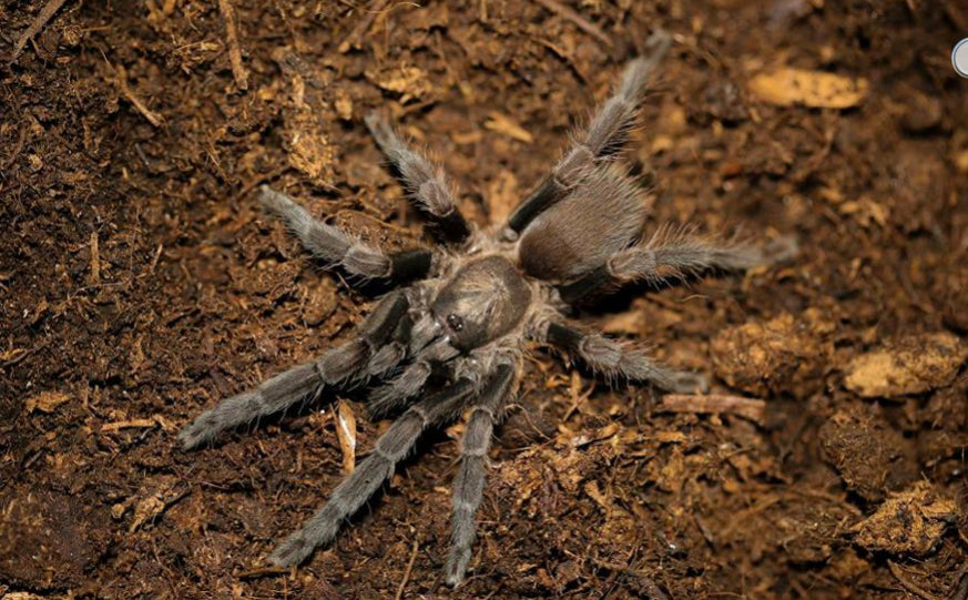 Chilobrachys sp Nepal ( Nepalese Earth Tiger)