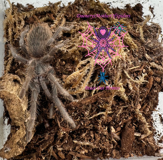 Lasiodora Striatipes (Bahia Gray Birdeater)