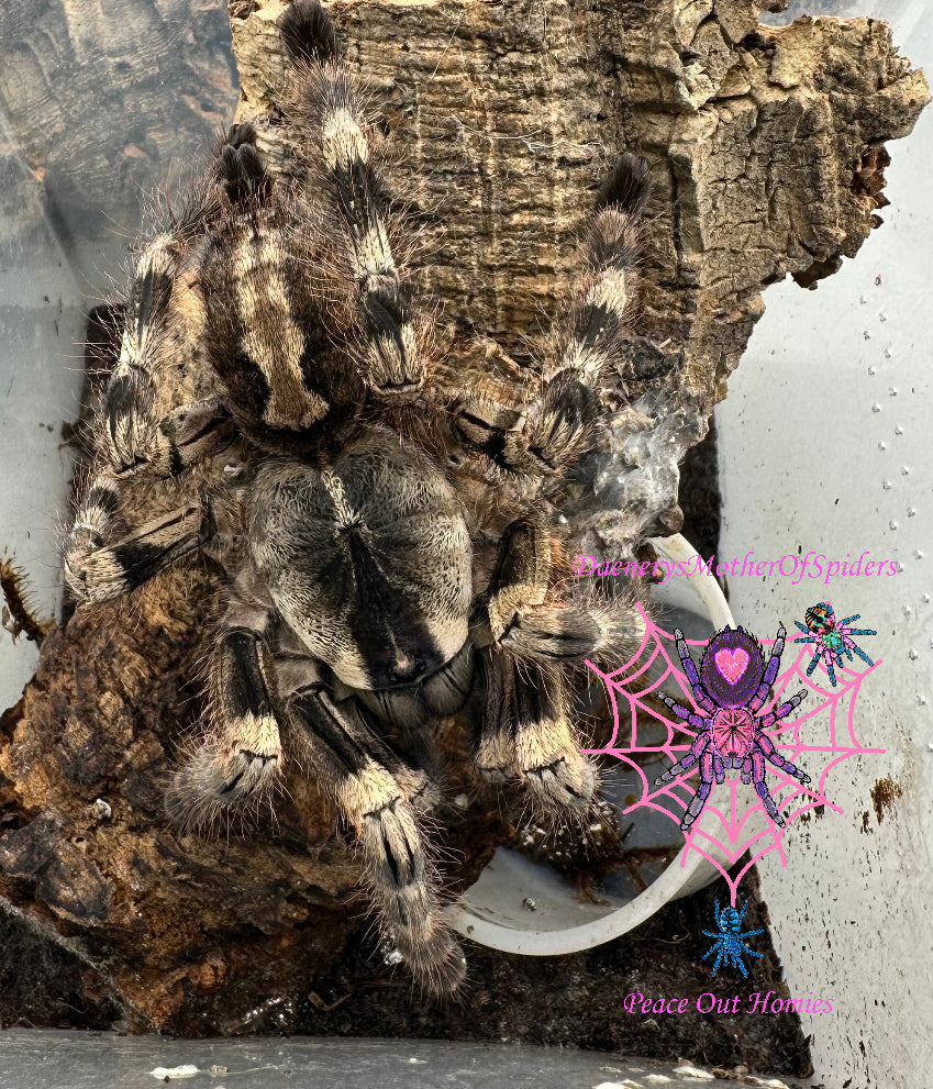 Poecilotheria Vittata (Pederson's ornamental tarantula)