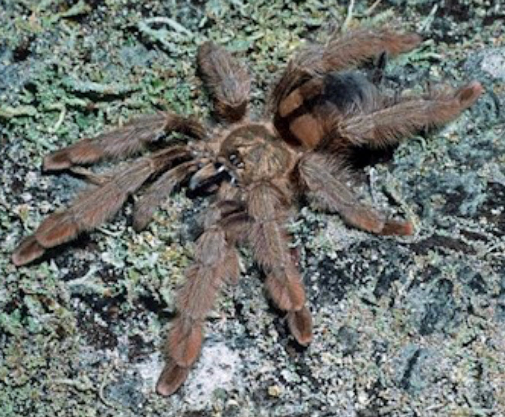 Psalmopoeus Pulcher (Panama Blonde)