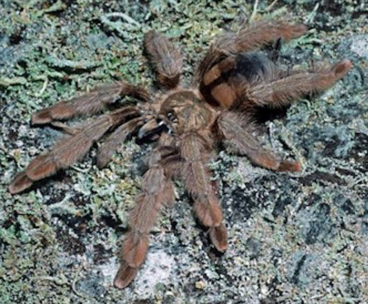 Psalmopoeus Pulcher (Panama Blonde)