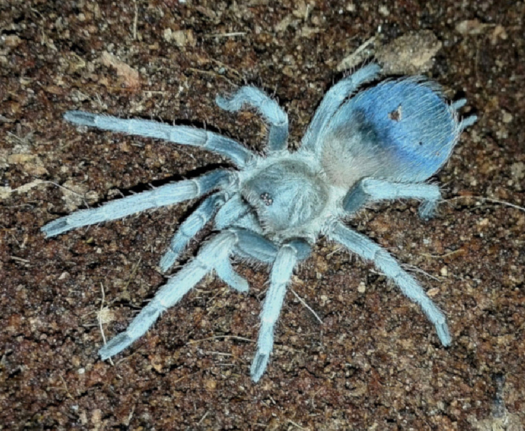 Pseudhapalopus sp. Blue (Colombian Blue Dwarf)