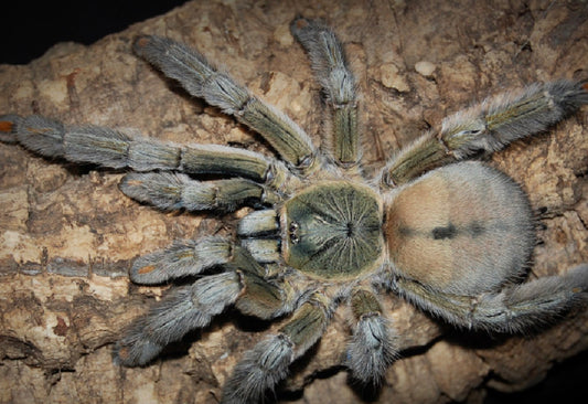 Psalmopoeus Cambridgei (Trinidad Chevron)