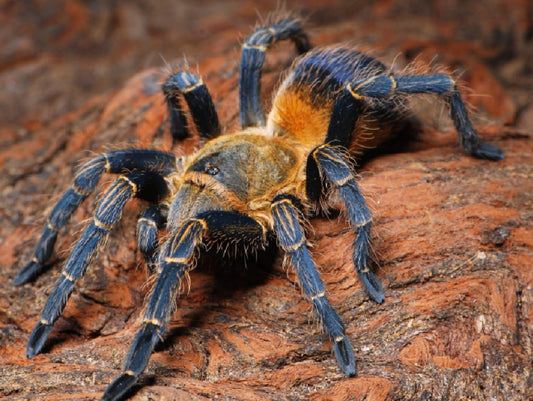 Pseudhapalopus sp. Colombia (Columbia Purple and Gold)