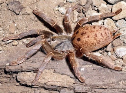 Pterinochilus lugardi (Fort Hall Baboon)