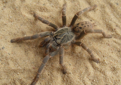 Pterinochilus lugardi (Fort Hall Baboon)