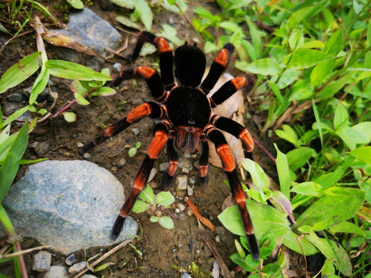 Abdomegaphobema mesomelas (Costa Rican Red Leg)
