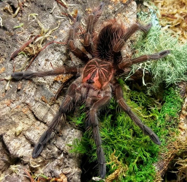 Pamphobeteus vespertinus