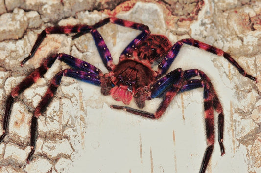 Heteropoda Lunula (Purple Hunstman Spider)