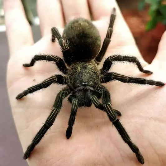 Thrixopelma pruriens (Peru Green Velvet)