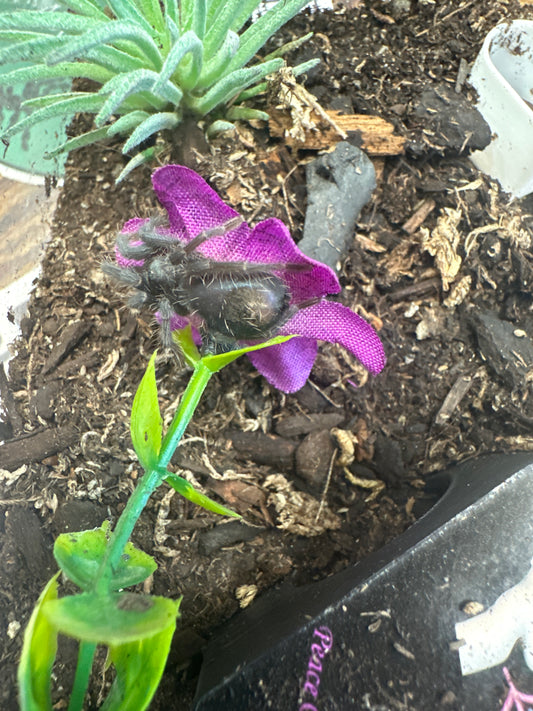 Phormictopus sp. Monte Cristi