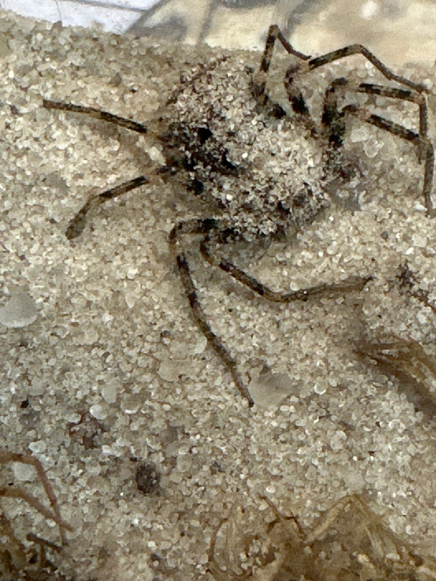 Sicarius Gracilis