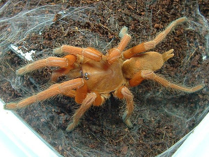 Orphnaecus philippinus (Philippine Orange)